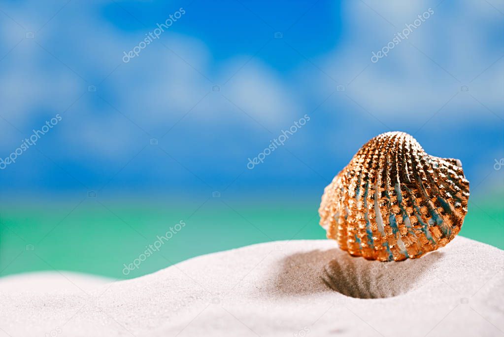 golden  tropical shell 