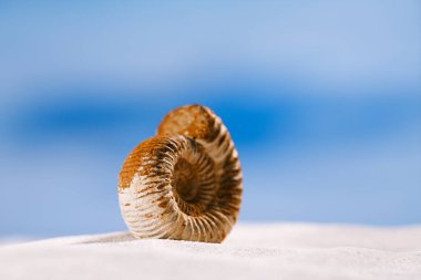 Ammonit nautilus kabuğu  