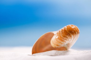 Nautilus kabuğu beyaz plaj üzerinde 
