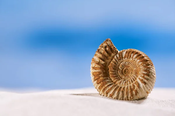Ammoniteszek nautilus shell — Stock Fotó