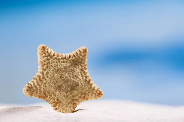 白い砂浜にヒトデ — ストック写真