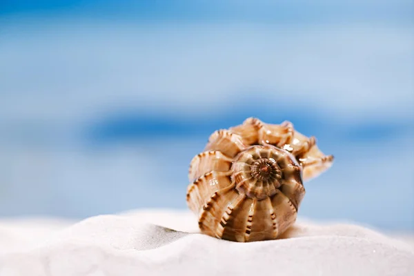 Conchiglia tropicale con oceano — Foto Stock