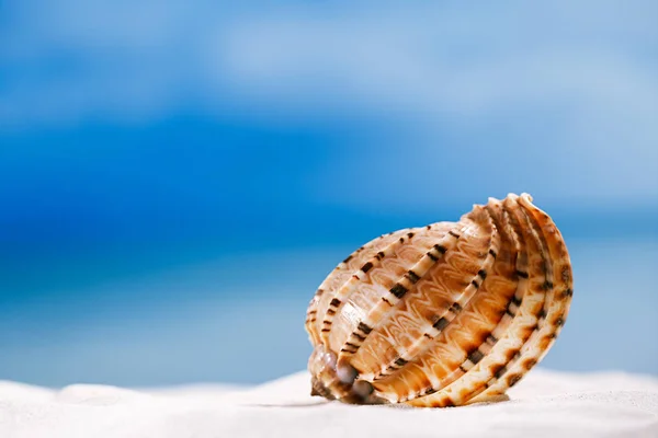 Tropical seashell  with ocean — Stock Photo, Image