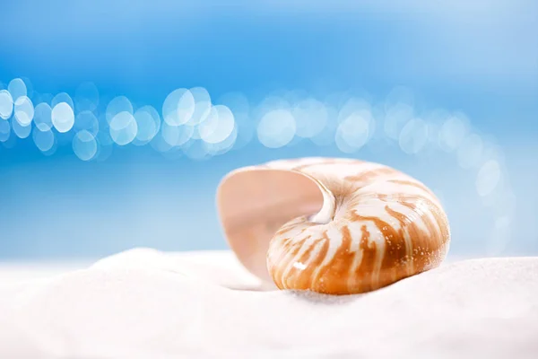 Guscio del Nautilus sulla spiaggia bianca — Foto Stock