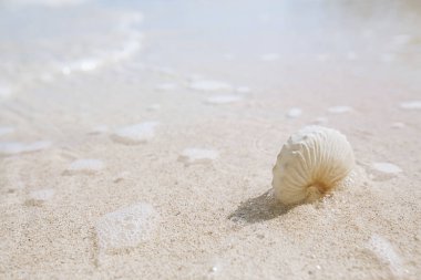 Nautilus kağıt kabuk 
