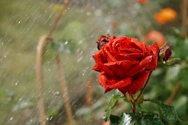 Rose under summer rain — Stock Photo, Image