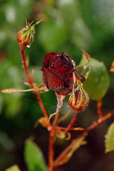 Rosen wachsen im Garten — Stockfoto