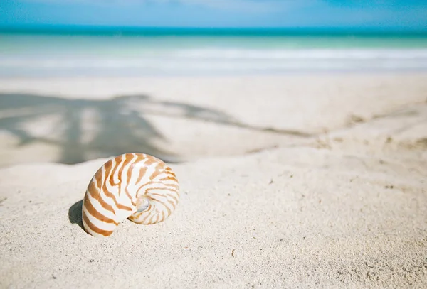 Conchiglia nautilus sulla spiaggia dorata — Foto Stock