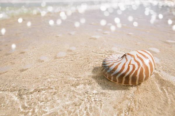 鹦鹉螺的壳在金色的沙滩上 — 图库照片