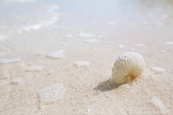 Nautilus paper shell — Stock Photo, Image