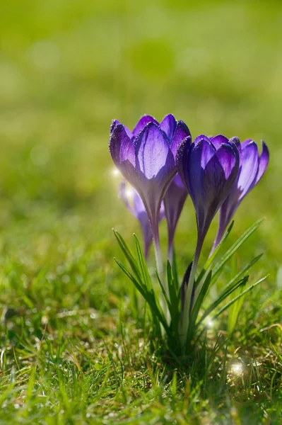 Crocus flowers with dew — Stock Photo, Image