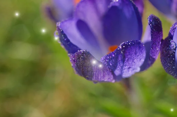 Crocus bloemen met dauw — Stockfoto