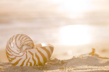 Altın nautilus kabuğu 