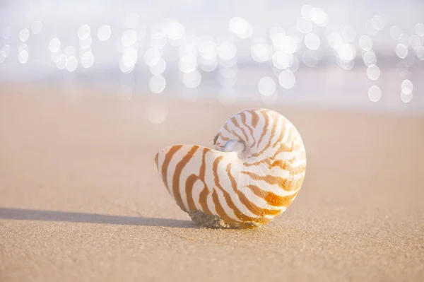 Nautishell на золотом пляже — стоковое фото