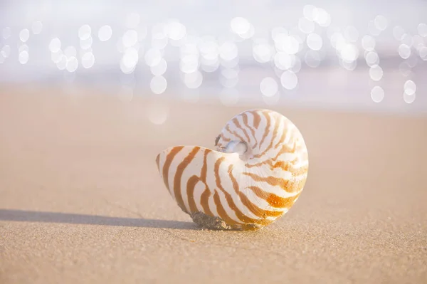 Conchiglia nautilus sulla spiaggia dorata — Foto Stock