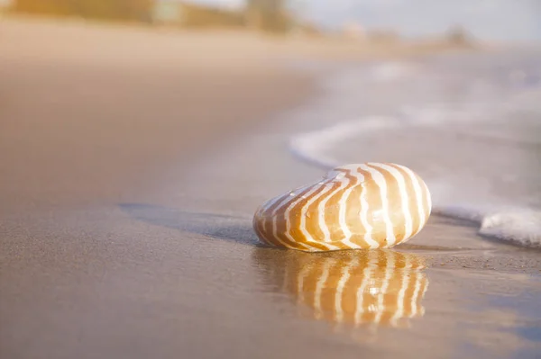 Golden nautilus shell — Zdjęcie stockowe