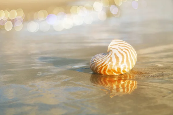 Guscio di nautilus dorato — Foto Stock