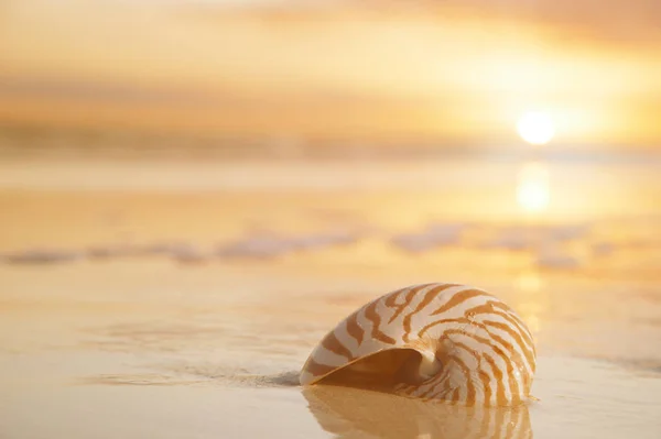 Golden nautilus shell — Stock Photo, Image