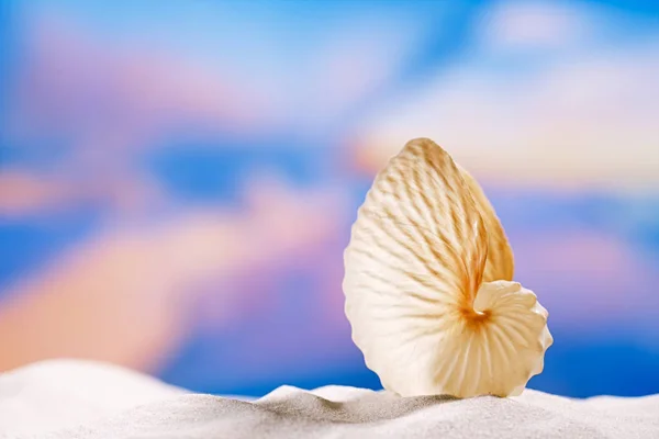 Nautilus shell a homok — Stock Fotó