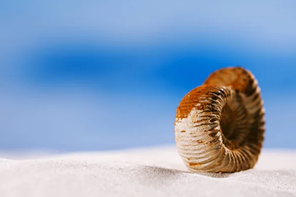 Κοχύλι Ναυτίλος στην άμμο παραλία — Φωτογραφία Αρχείου