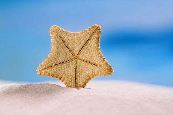 Rare deepwater starfish on sand beach — Stock Photo, Image