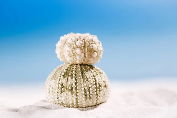 Urchin shell starfishes on sand beach — Stock Photo, Image