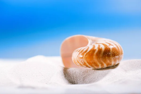 Conchiglia nautilus sulla sabbia della spiaggia — Foto Stock