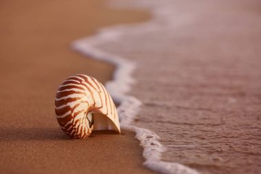 Deniz plaj deniz kabuğu nautilus 
