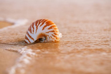 Deniz plaj deniz kabuğu nautilus 