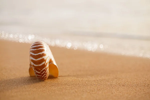 Θαλασσινό κοχύλι Ναυτίλος σε παραλία της θάλασσας — Φωτογραφία Αρχείου
