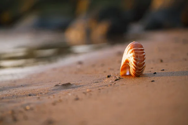 Seashell nautilus on sea beach — Stock Photo, Image