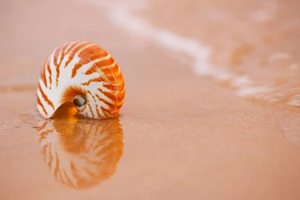 Muszli nautilus na plaży — Zdjęcie stockowe