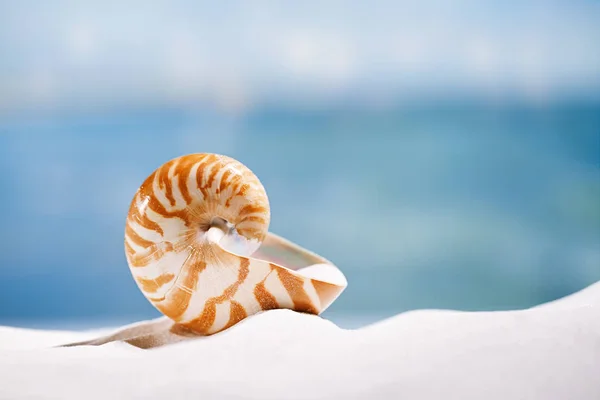 Concha nautilus na areia da praia — Fotografia de Stock