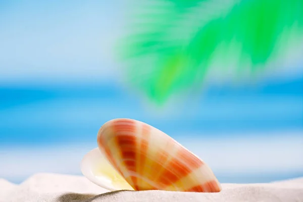 Тропическая ракушка на пляже — стоковое фото
