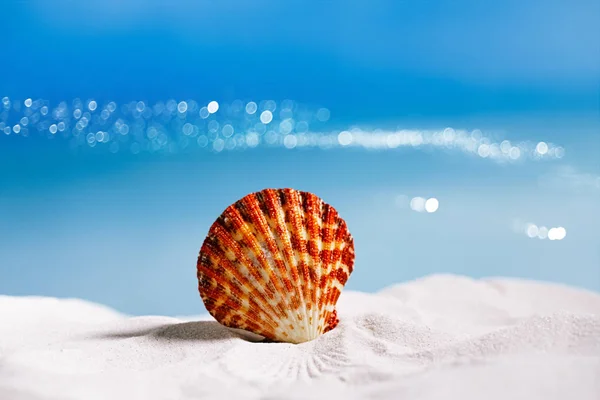 Tropische Muschel am Strand — Stockfoto