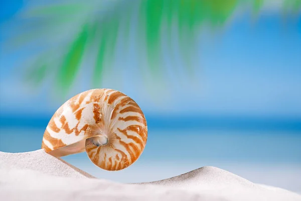 ビーチの砂にオウムガイの殻 — ストック写真