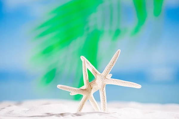 Біла зірка на піщаному пляжі — стокове фото