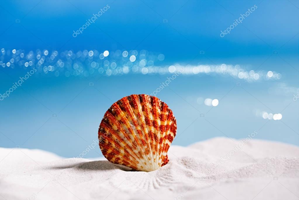 tropical seashell on beach 