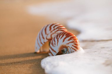 Deniz plaj deniz kabuğu nautilus 