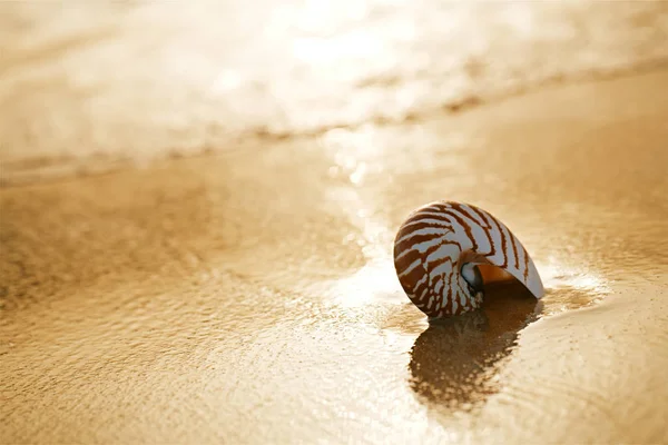 Seashell nautification on sea beach — стоковое фото