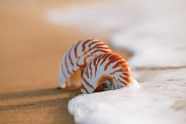 seashell nautification on sea beach
 