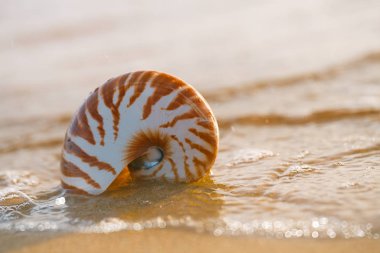 Deniz plaj deniz kabuğu nautilus 