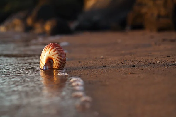 Seashell nautilus on sea beach — Stock Photo, Image