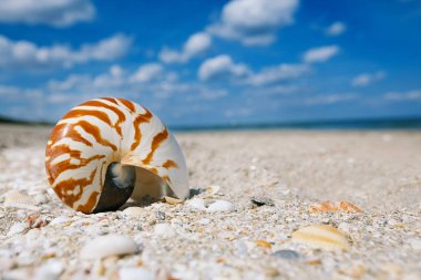 Nautilus deniz kabuğu altın sahilde
