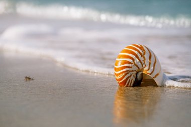 Nautilus deniz kabuğu altın sahilde