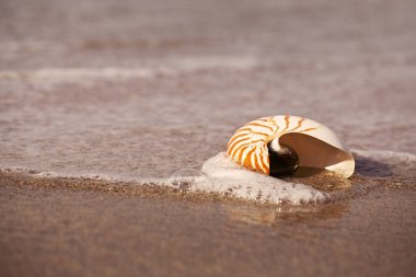 Nautilus deniz kabuğu altın sahilde