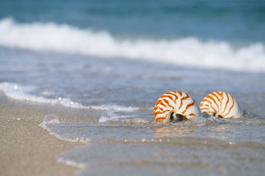 Nautilus deniz kabukları altın sahilde