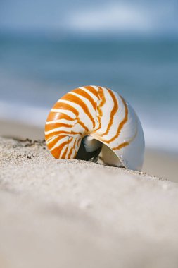 Nautilus deniz kabuğu altın sahilde