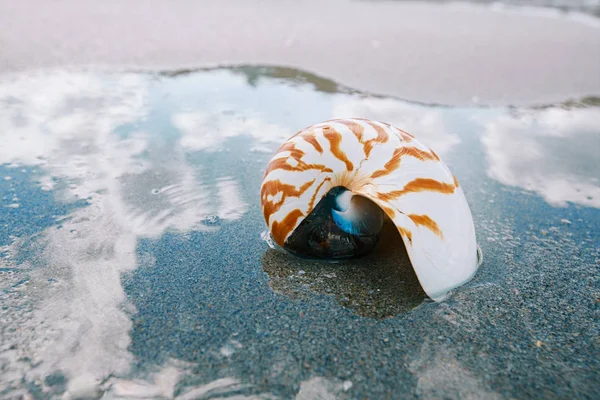 Nautilus deniz kabuğu altın sahilde — Stok fotoğraf