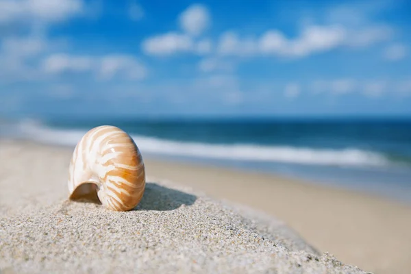 Nautilus sea shell on golden beach — Stock Photo, Image